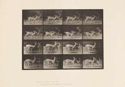 Plate 684. Fallow Deer; A, Buck and Doe; B, Two Does; Trotting by Eadweard Muybridge