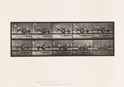 Plate 702. Gnu; Bucking and Galloping by Eadweard Muybridge