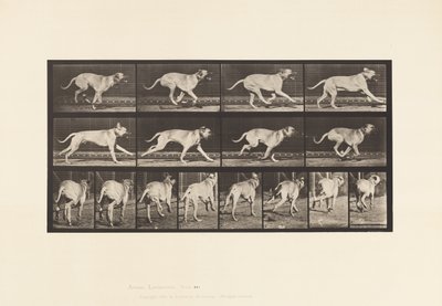 Plate 707. Dog; Galloping; Mastiff by Eadweard Muybridge
