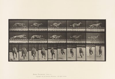 Plate 708. Dog; Galloping; Brown Racing Hound by Eadweard Muybridge