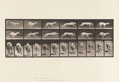 Dog; Galloping; White Racing Hound Maggie by Eadweard Muybridge