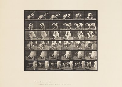 Dog; Turning Around, etc; Setter Kate (Plate 713) by Eadweard Muybridge