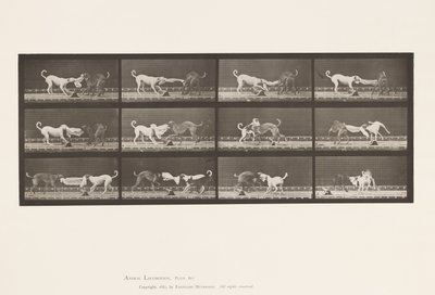 Plate 715. Dogs; Three, Tugging at a Towel by Eadweard Muybridge