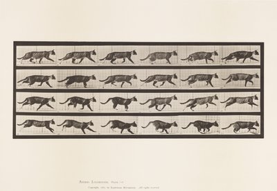 Cat; Trotting; Change to Galloping (Plate 718) by Eadweard Muybridge
