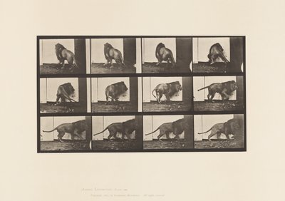 Lion; Walking, Turning Around by Eadweard Muybridge