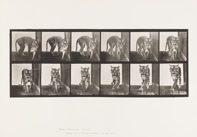 Plate 730. Tigress; Walking; Turning Around by Eadweard Muybridge