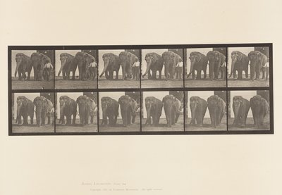Elephants; Two, Walking (Plate 734) by Eadweard Muybridge