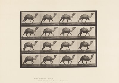 Egyptian Camel; Racking by Eadweard Muybridge