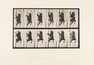 Baboon; Climbing a Pole by Eadweard Muybridge