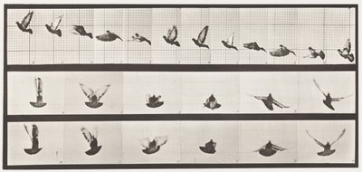 Plate 755. Pigeon; Flying by Eadweard Muybridge