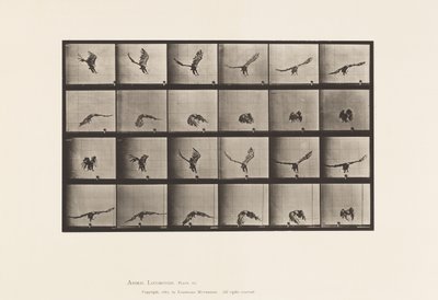 American Eagle; Flying Near the Ground (Plate 771) by Eadweard Muybridge