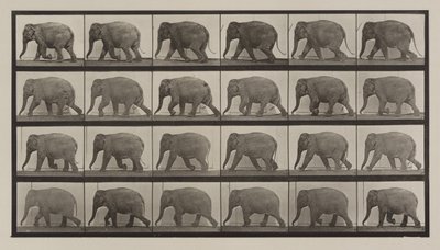 Plate Number 733. Elephant walking by Eadweard Muybridge