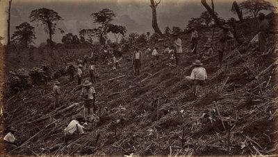 Setting Out a Coffee Plantation at Antigua de Guatemala, 1875, published 1877 by Eadweard Muybridge