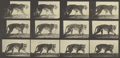 Tiger Walking, Plate 729 from Animal Locomotion by Eadweard Muybridge