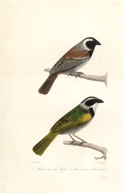 Cape sparrow and white-browed brush finch by Edouard (after) Travies
