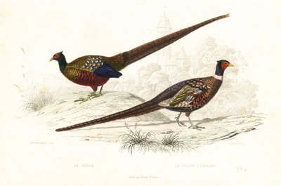 Green pheasant and common pheasant by Edouard (after) Travies