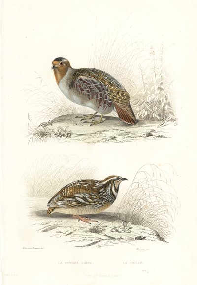 Grey partridge and common quail by Edouard (after) Travies