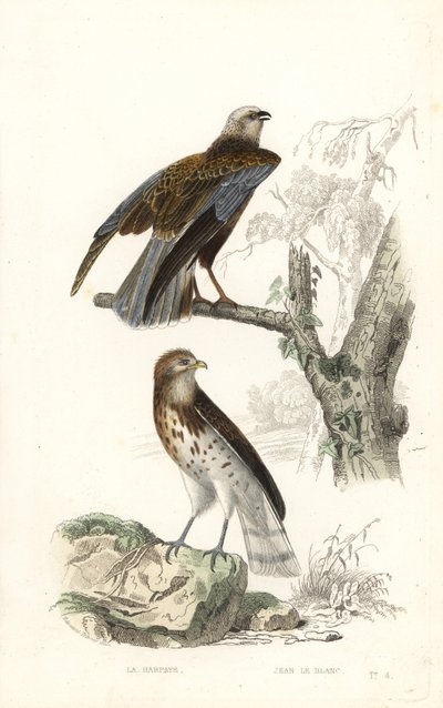 Western Marsh Harrier and Short-Toed Snake Eagle by Edouard (after) Travies