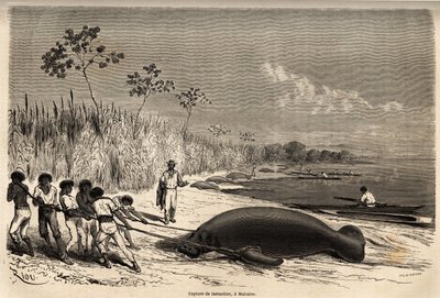 The capture of manatees in Mabuiso (Peru). Engraving in Le tour du monde, edited by Edouard Charton by Edouard Riou