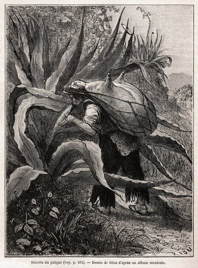 The collection of pulque, a traditional Aztec drink, illustration for 