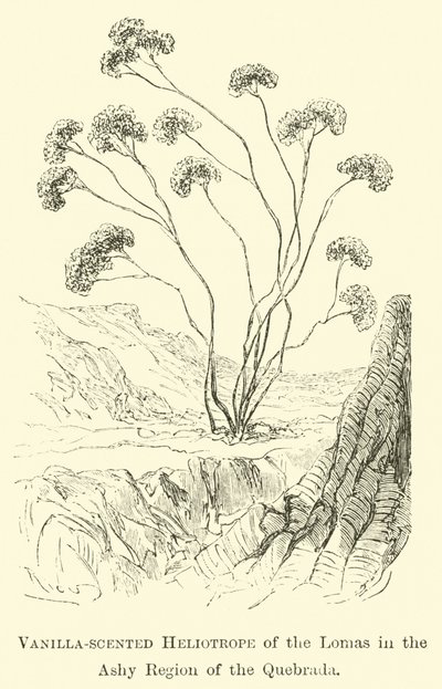 Vanilla-scented Heliotrope of the Lomas in the Ashy Region of the Quebrada by Edouard Riou