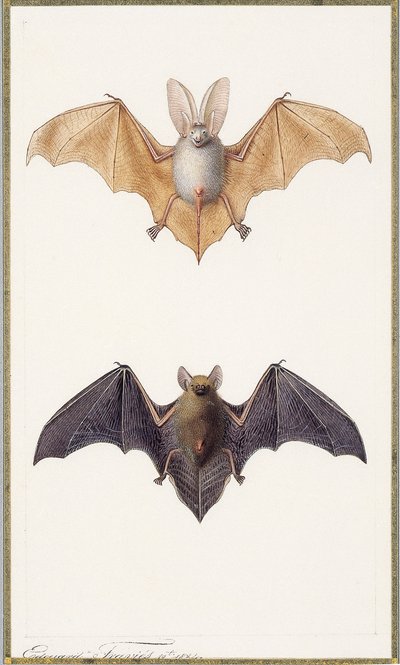 Long-eared Bat and a Common Bat by Edouard Travies