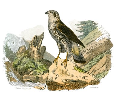 Natural History Board: Zoological Board Representing Birds of Prey at Night. The Around. Plate Drawn from the Nine Volumes on Birds in 
