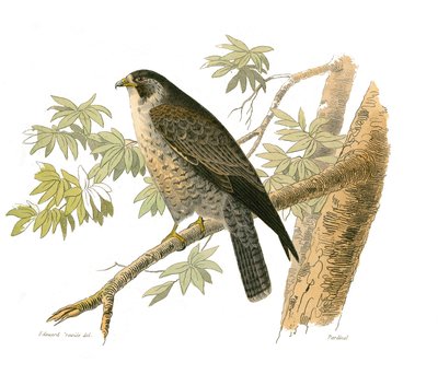 Natural History Board: Zoological Board Representing Birds of Prey at Night. The Falcon. Plate Drawn from the Nine Volumes on Birds in 