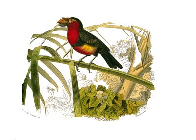 Natural History Board: Zoological board representing climbers. The barbican. Plate drawn from the nine volumes on birds in 