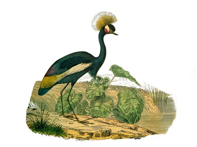 Natural History Board: Zoological Board Representing Waterbirds and Cultrirostrous Waders by Edouard Travies