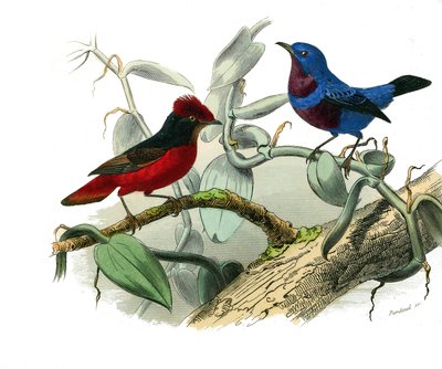 Natural History Plate: Zoological board representing dentirostrous passerines (with echancre). The Ouette and the blue cord. Plate drawn from the nine volumes on birds in 
