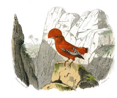 Natural History Plate: Zoological Board Representing Dentirostrous Passerines (with Echancre). The Rooster. Plate Drawn from the Nine Volumes on Birds in Works Complete of Buffon Written by Naturalist Georges Louis Leclerc, Count of Buffon (1707-1788) by Edouard Travies