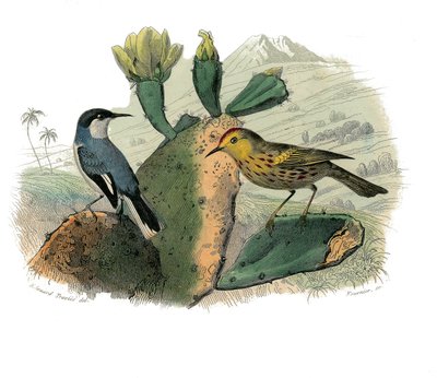 Natural History Plate: Zoological Board Representing Dentirostrous Passerines by Edouard Travies