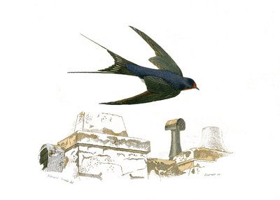 Natural History Plate: Zoological Board Representing the Fissirostrous Walkways by Edouard Travies