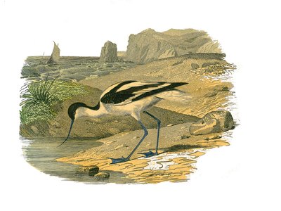 Zoological Board Representing Longirostrous Waders by Edouard Travies