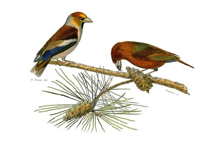 Natural history board: Zoological board representing conirostrous passerines (conical beak). Big bill (Grosbeak) and Cross bill (Crossbill). Plate drawn from the nine volumes on birds in 
