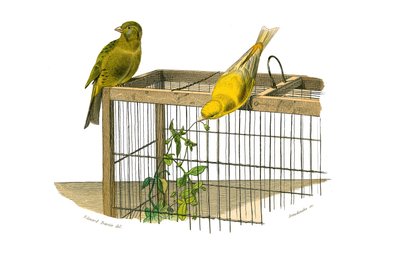 Natural history board: Zoological board representing conirostrous passerines (conical beak). The Canary Islands. Plate drawn from the nine volumes on birds in 