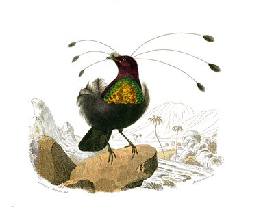 Natural history board: Zoological board representing conirostrous passerines (conical beak). The sifilet. Plate drawn from the nine volumes on birds in 