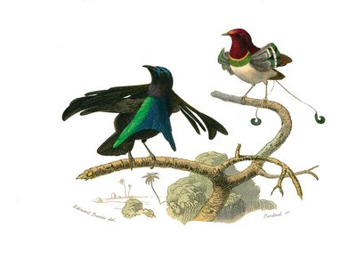 Natural history board: Zoological board representing conirostrous passerines (conical beak). The black manucode and the manucode. Plate drawn from the nine volumes on birds in 
