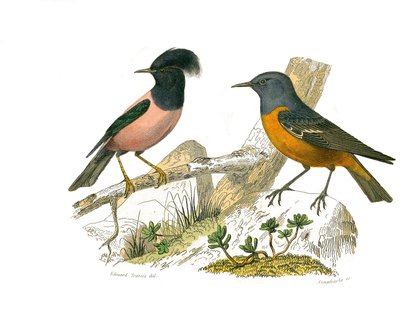Natural History Board: Zoological Board Representing Conirostrous Passerines by Edouard Travies