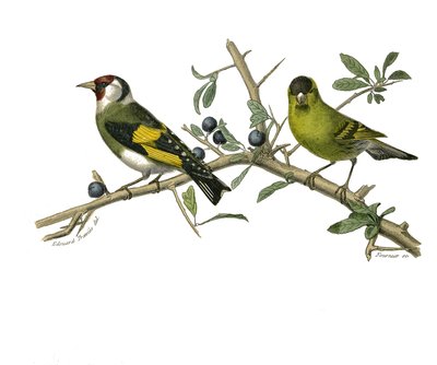 Natural history board: Zoological board representing conirostrous passerines by Edouard Travies