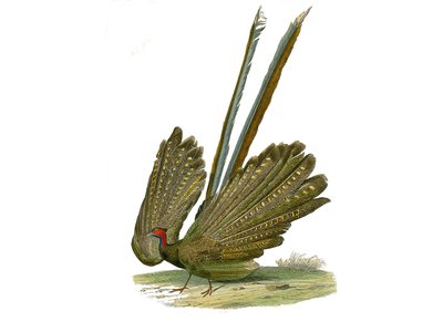 Natural history board: Zoological board representing gallinaces: argus. Plate drawn from the nine volumes on birds in 