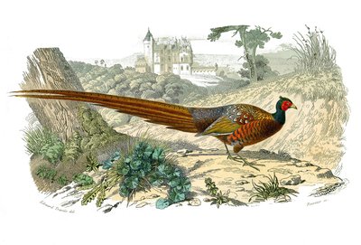 Natural history board: Zoological board representing gallinaces: pheasant. Plate drawn from the nine volumes on birds in 