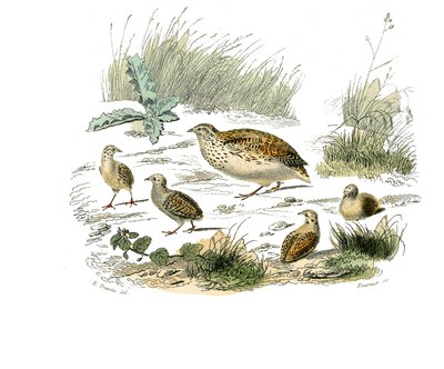 Natural history board: Zoological board representing gallinaces: quail. Plate drawn from the nine volumes on birds in 