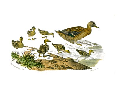 Natural history board: Zoological board representing lamellirostrous palmipedes (with slats or teeth). The female duck and its young. Plate drawn from the nine volumes on birds in 
