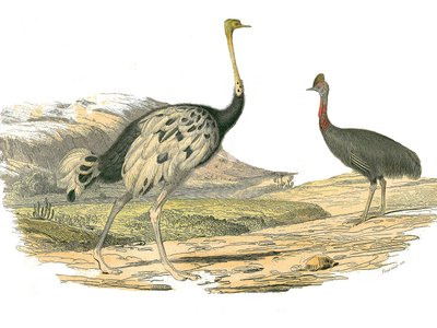Natural history board: Zoological board representing the waders: ostrich and casoar. Plate drawn from the nine volumes on birds in 