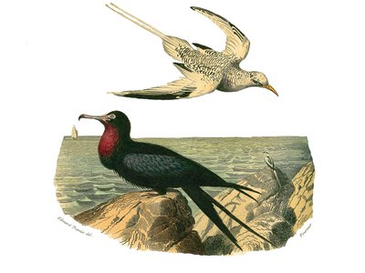 Natural History Board: Zoological Board Representing Totipalms by Edouard Travies