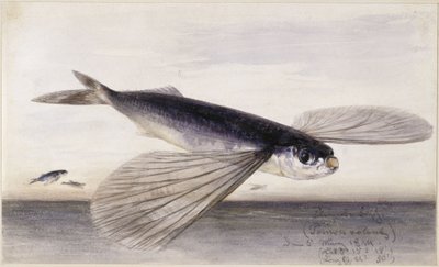 Fish Studies (Flying Fish) by Eduard Hildebrandt