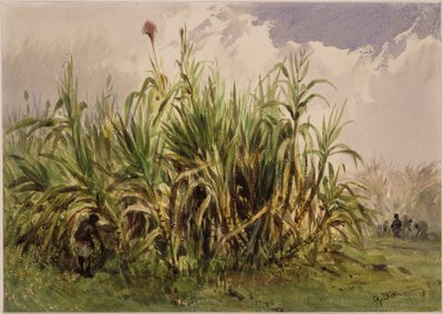 Sugarcane Plantation by Eduard Hildebrandt