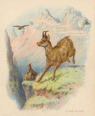 A Leap for Life by Edward Brice Montefiore